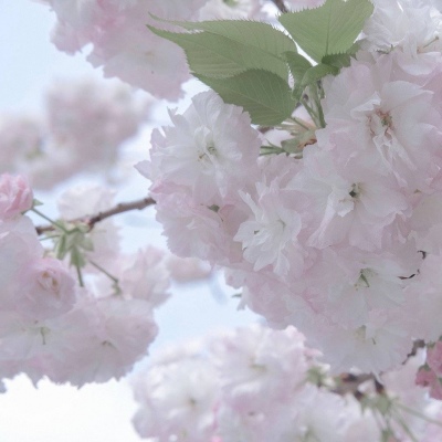 兽设动态姿势绘画参考Furry群